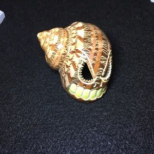 Hand carved Sugar Skull conch
